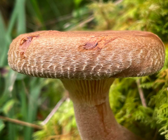 Ooit eetbaar, nu giftig. Het is beter om deze paddenstoel niet mee te nemen uit het bos.